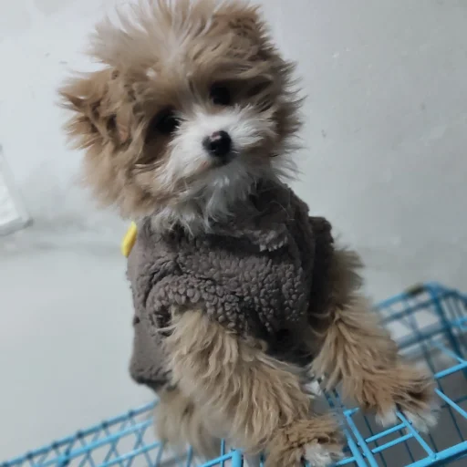 小叮当